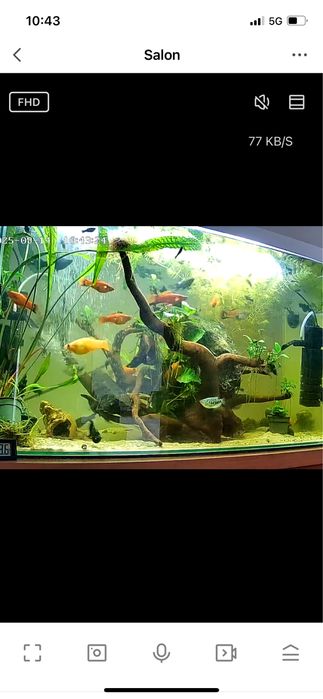 Molinezje czarne pomarańczowe beda tez mieczyki