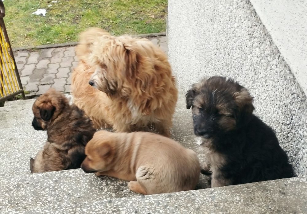 Szczeniak w dobre rece