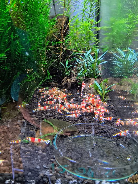 Krewetki caridina crystal red PRL