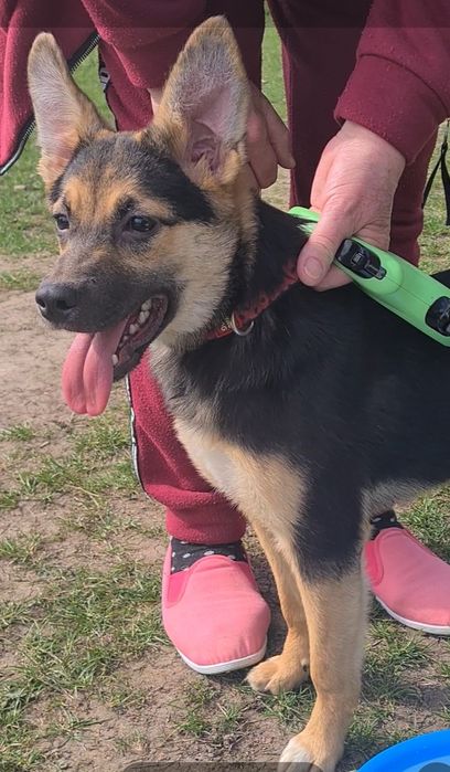 Щенки ищут семью..