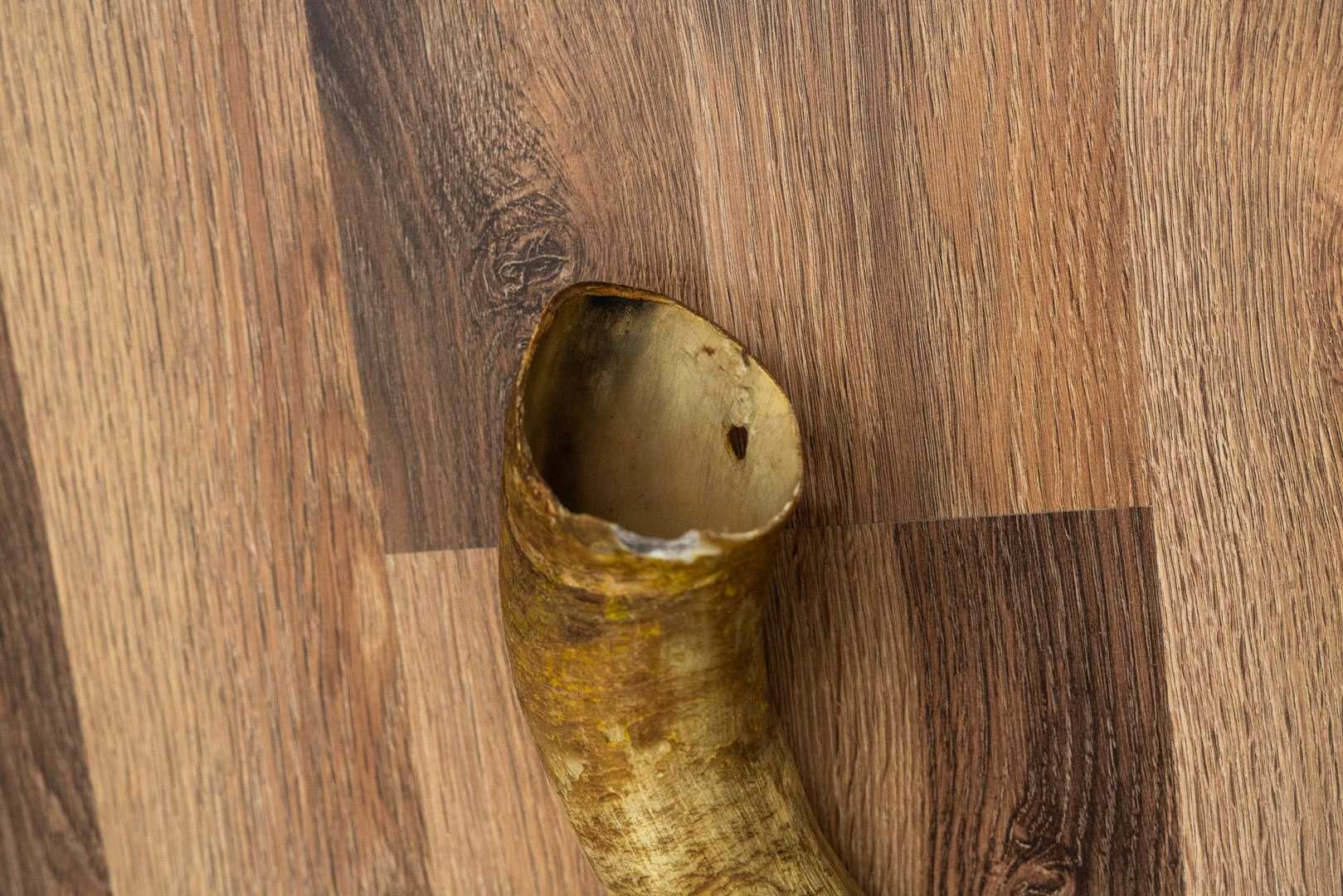 Róg krowy długość 38 cm