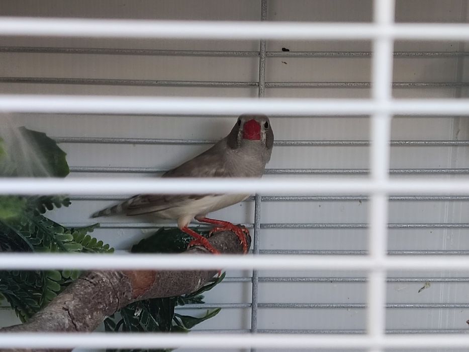 Vendo 2 machos  mandarins