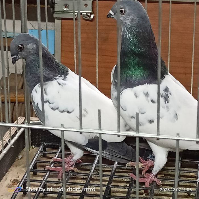 Gołębie ozdobne Budapeszt