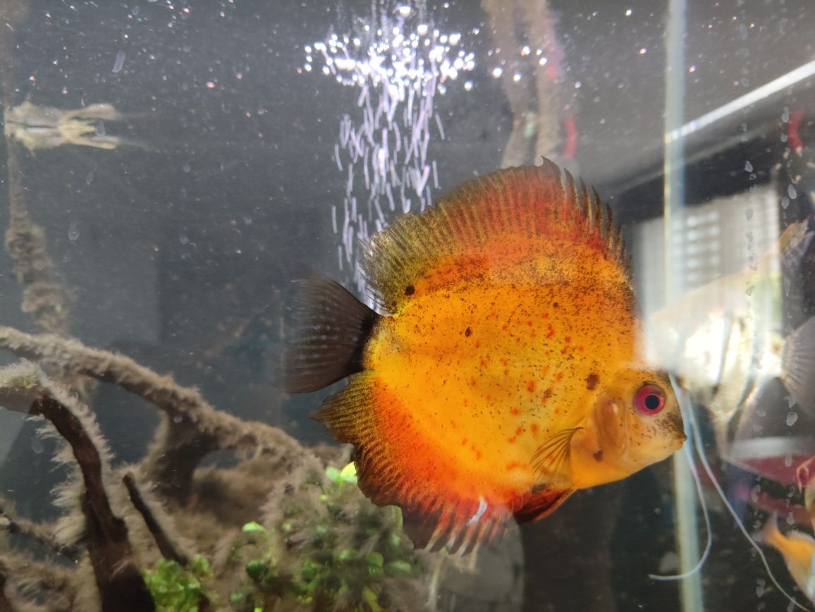 Paletke Red melon ok 12 cm