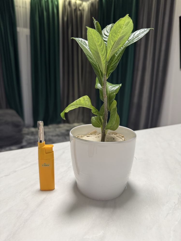 Баобаб. Adansonia digitata. Оригінальний подарунок.