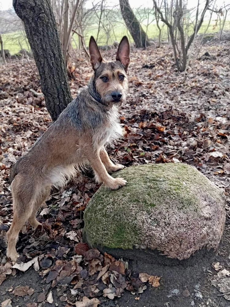 Wesoły szczeniak Simba szuka domku