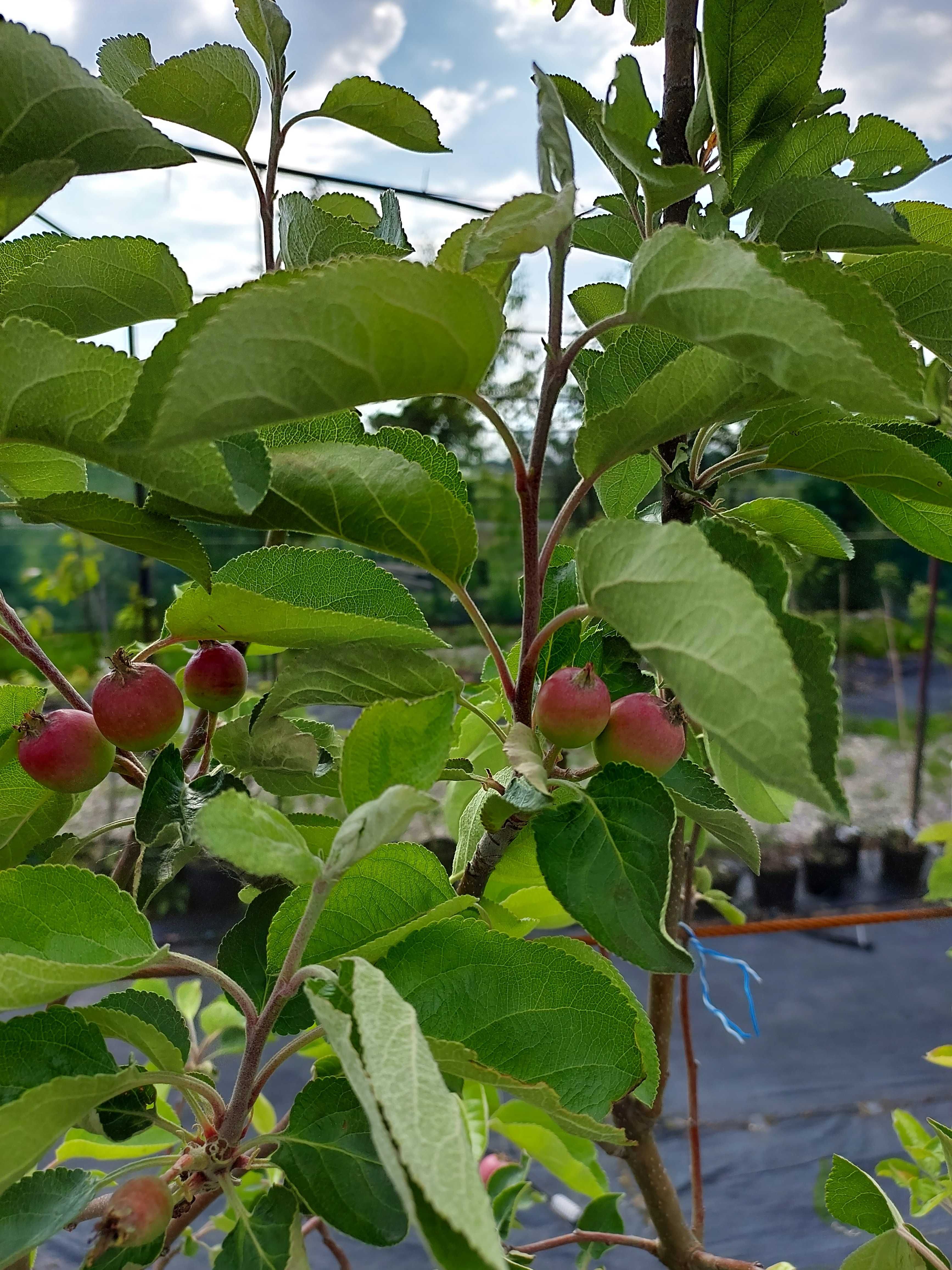 Jabłoń grusza czereśnia wiśnia agrest borowka jagoda pigwa brzoskwinia