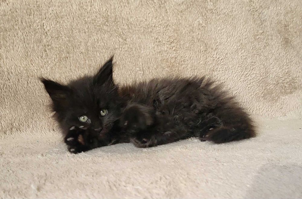 Czarna kotka MCO z rodowodem FPL