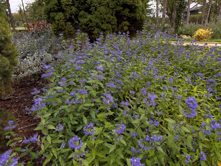 Barbula klandońska 'Dark Knight' (Caryopteris) Doniczka 2.0L