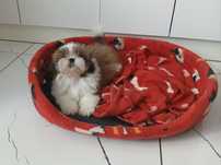 Shih-tzu z Rodowodem