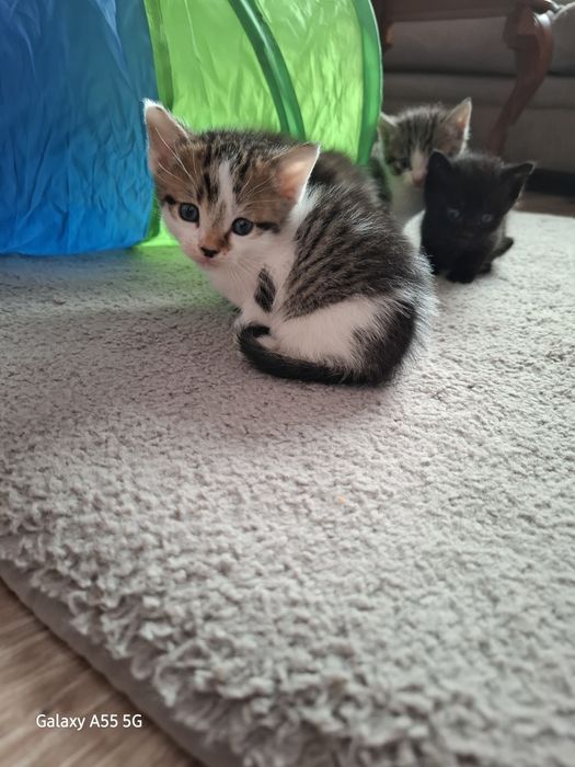 Oddam koty za darmo !!!