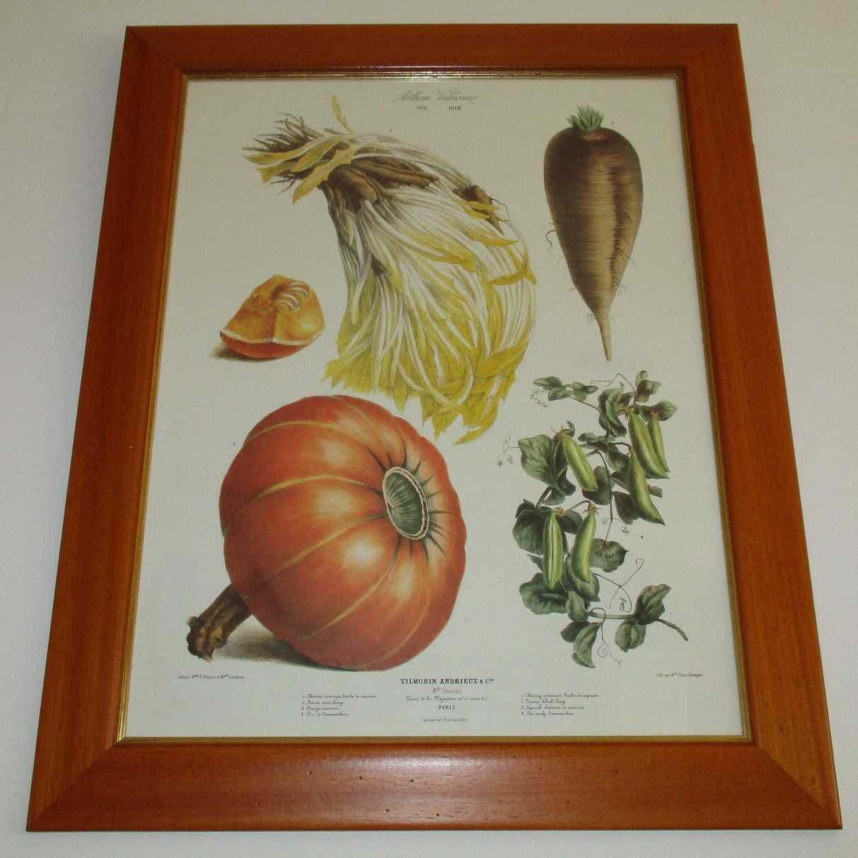 Quadro com litografia Vegetais Vilmorin Champin