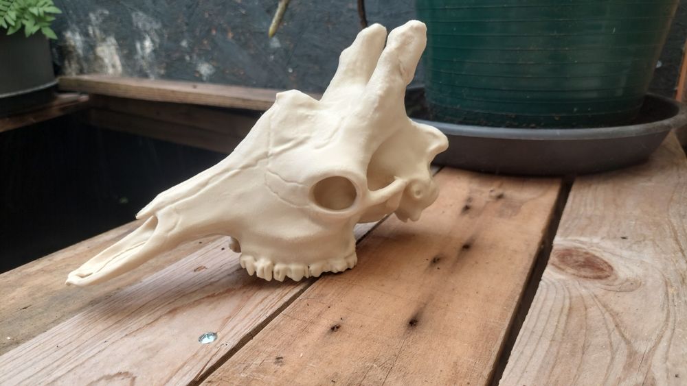 Caveiras decorativas