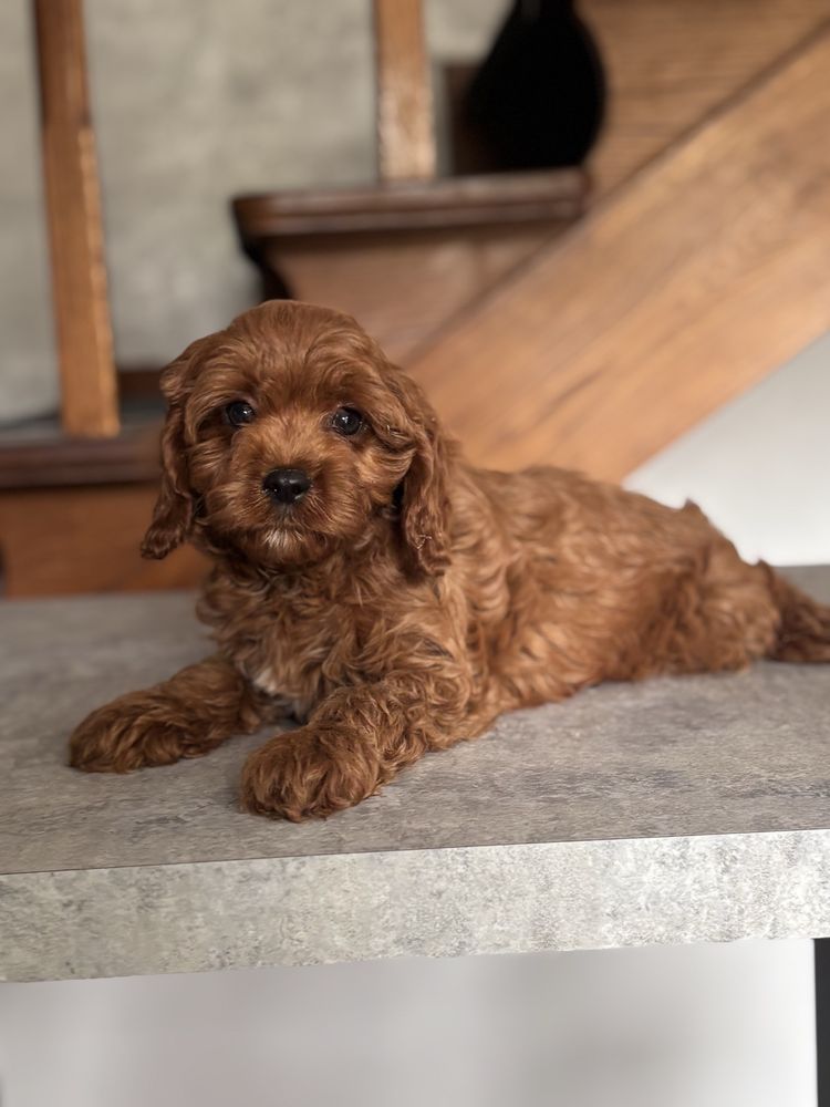 Cavapoo pudel toy rezerwacja!