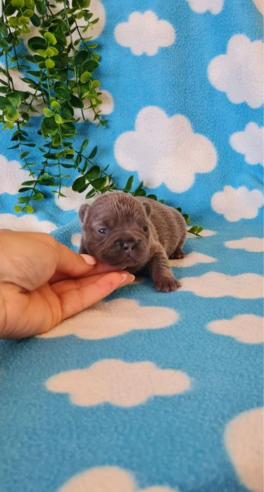 Estupenda Blue&Tan Bulldog/Bouledougue Frances de Qualidade