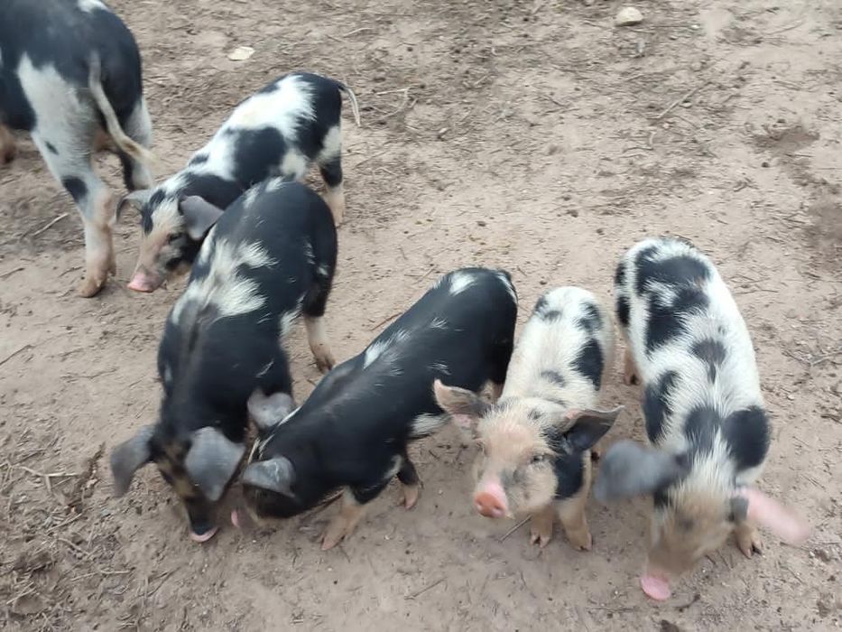 Malhados de Alcobaça