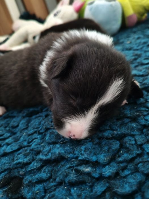 Border Collie ZKwP/FCI - piesek czarno- biały