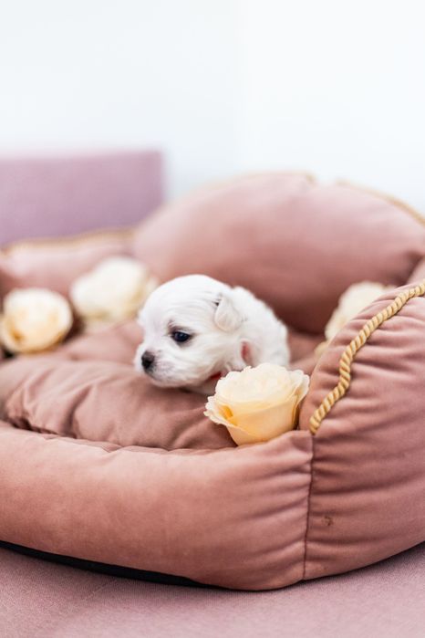 Maltańczyk suczka z rodowodem i chipem - rezerwacja