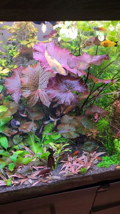 Witam sprzedam lotosy