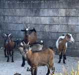 Cabras de raca ana prenhas e macho