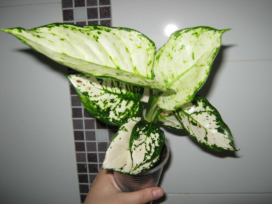 аглаонема декоративно лиственные цветы от 350грн