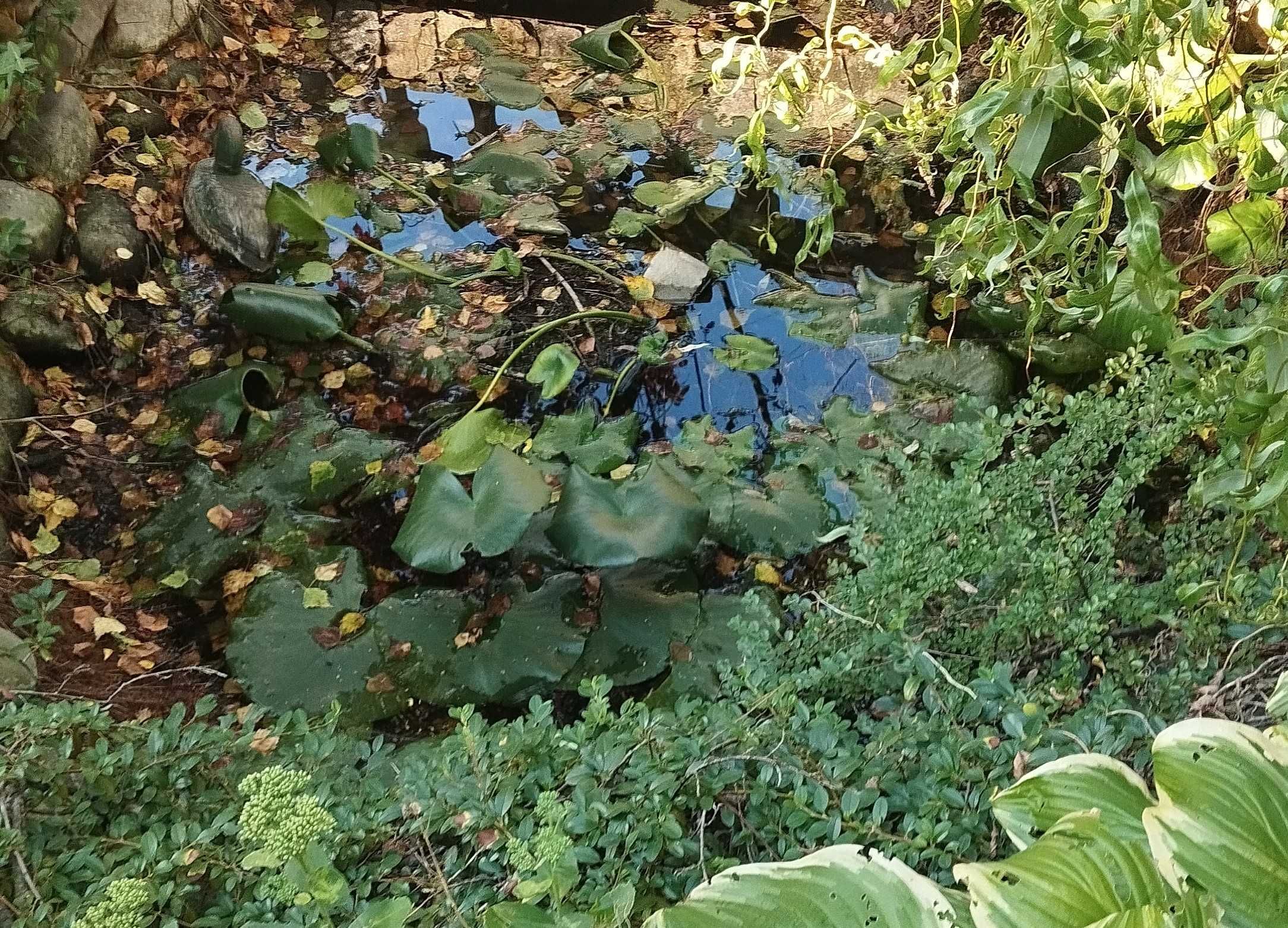 Лилия водяная нимфея латаття кувшинка большая для озера пруда водоема.