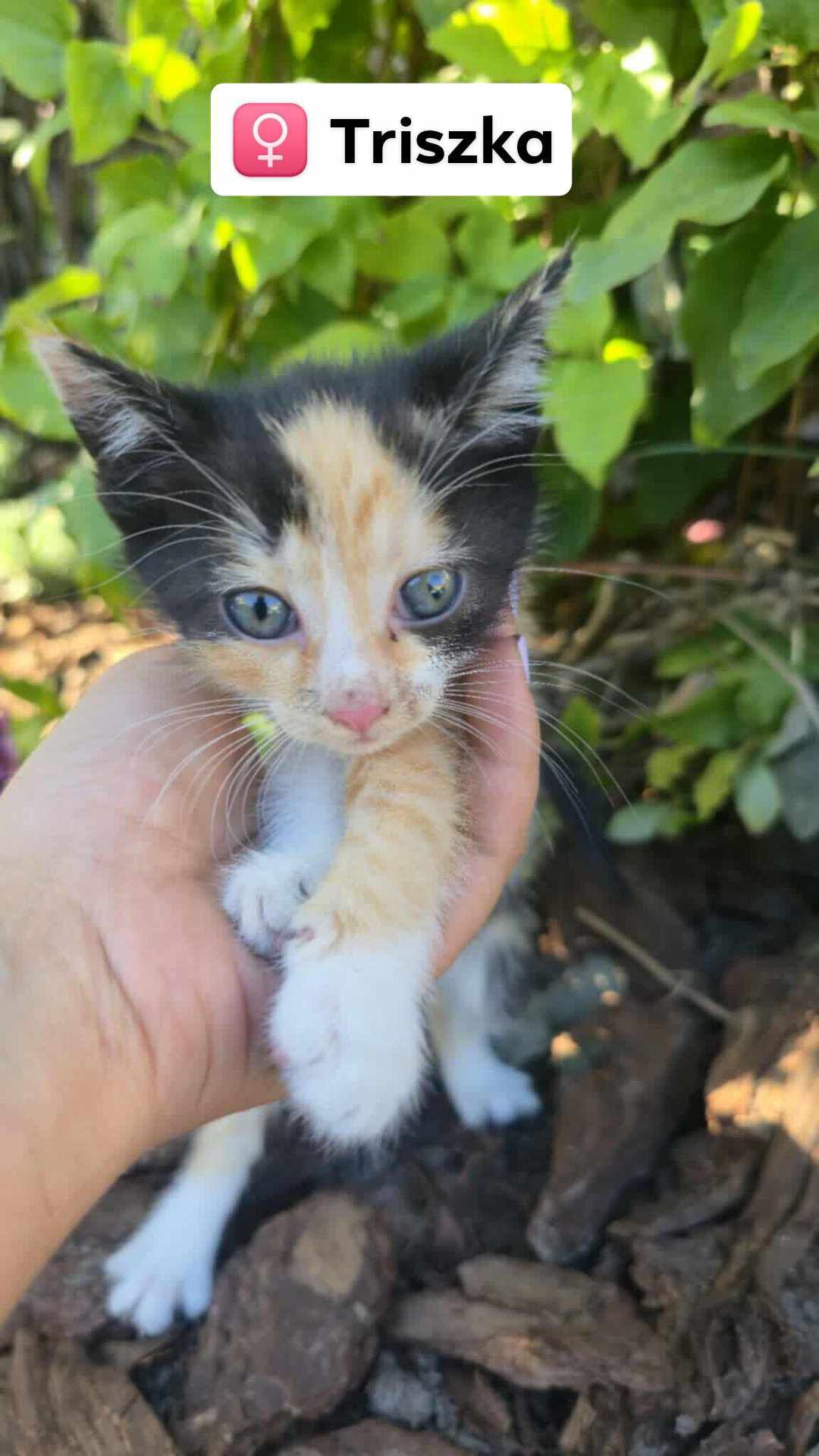 Kot koty kocur , kotki do adopcji