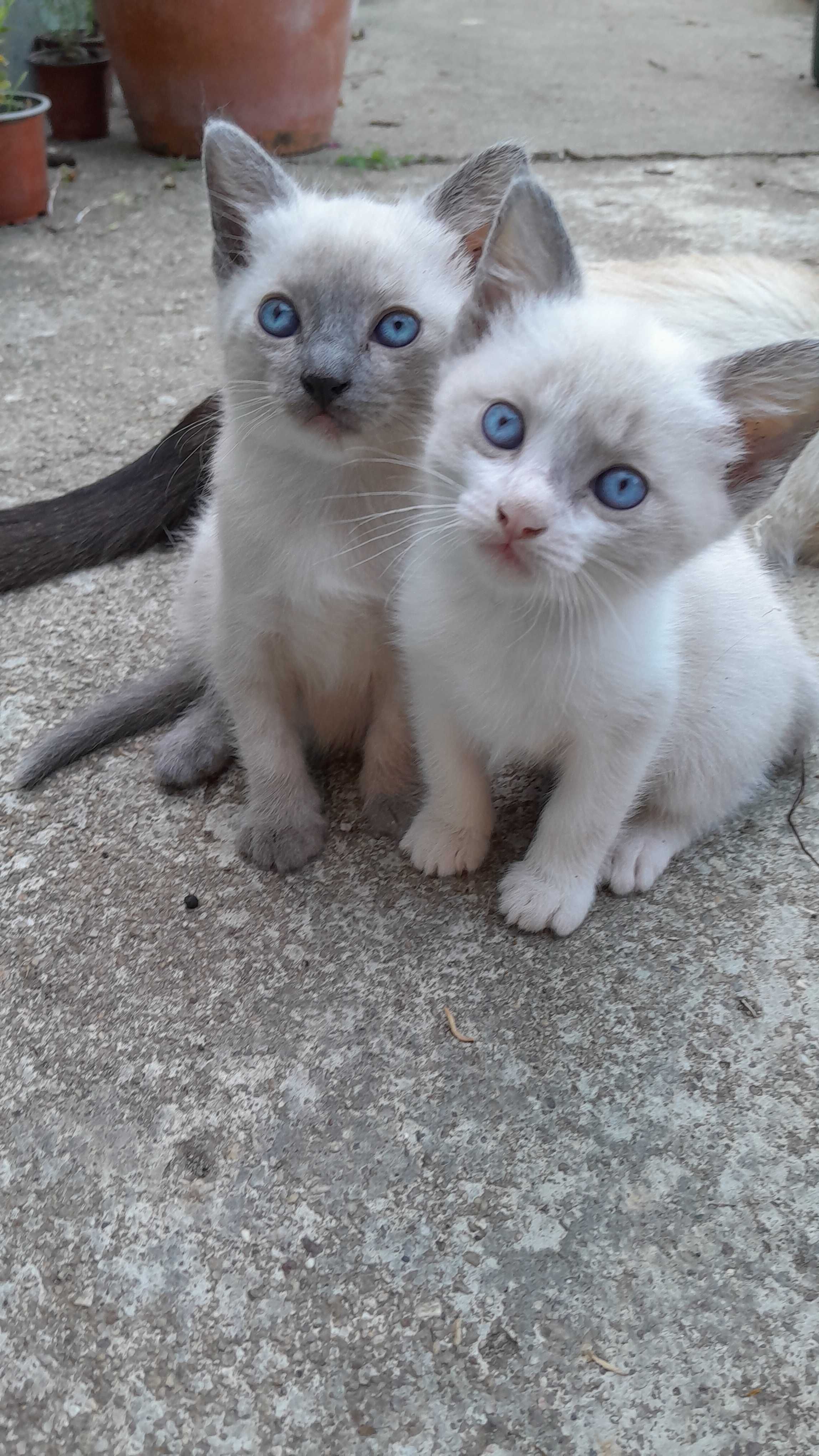 As gatinhas para adopção