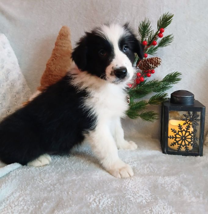 Border collie szczenię