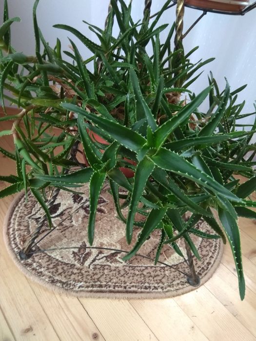 Декоративний алоє