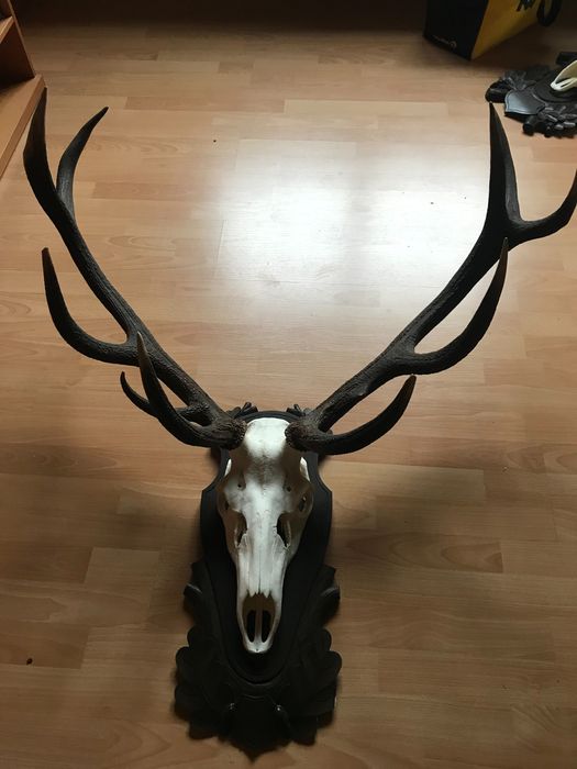 Sprzedam piękne, duże poroże  jelenia na pięknej rzeźbionej desce