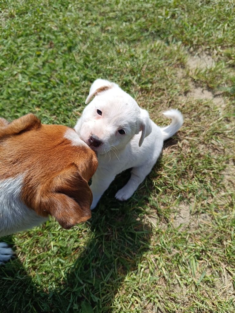 Jacek Russell Terrier