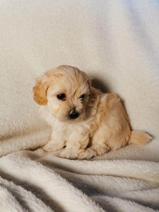 Maltipoo przesliczne