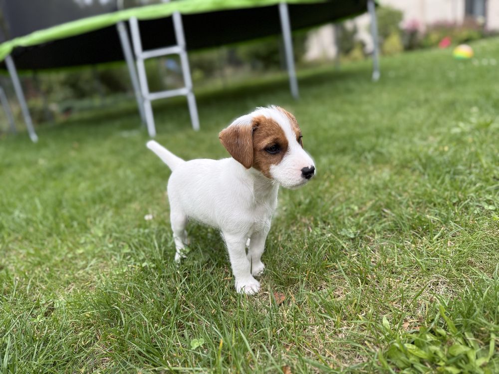 Parson Russell Terrier samiec do odbioru
