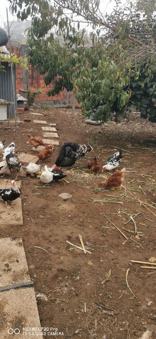 Patos mudos Grandes e pequenos