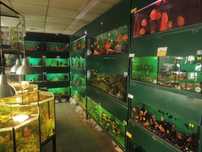 Kirysek pstry, spiżowy - Corydoras
