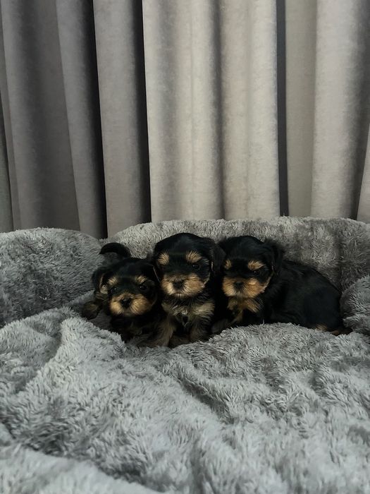 Щенки мини Йорк на коротких лапках с мордочкой бейби фейс