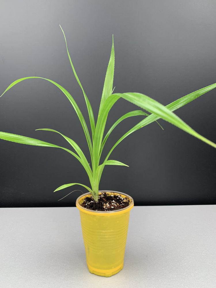 Панданус (Pandanus veitchii)