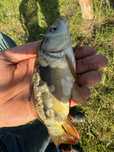 karp królewski narybek