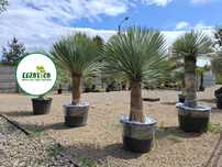 Yucca Rostrata roślina egzotyczna Palma mrozoodporna