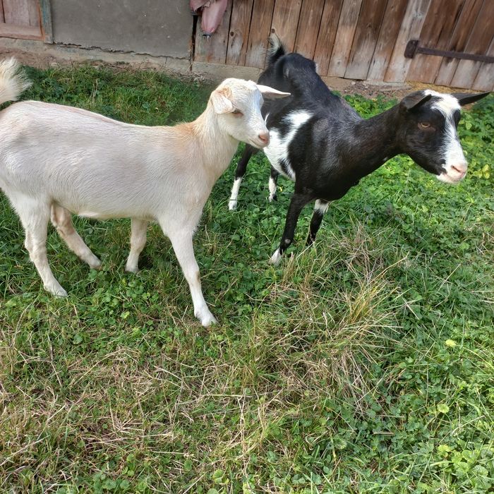 Продається коза молочна
