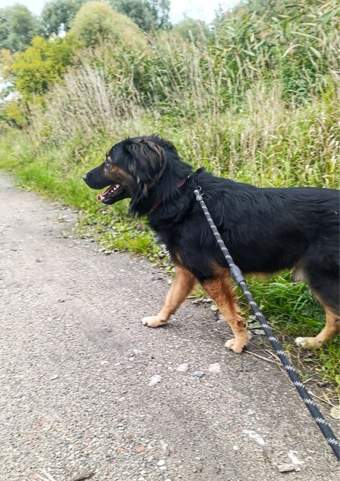 Młody piesek szuka kochającego domu