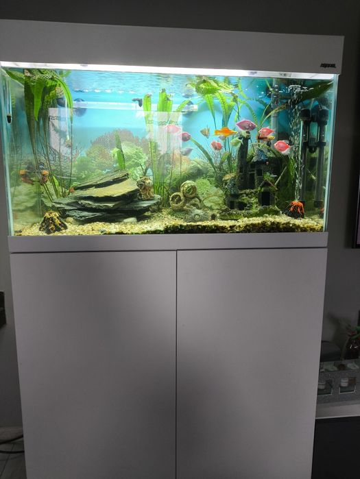 Akwarium Aqael 120l z rybkami