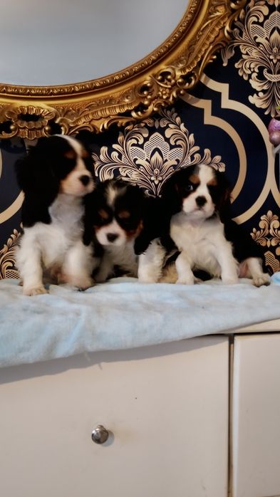 Cavalier King Charles Spaniel pies