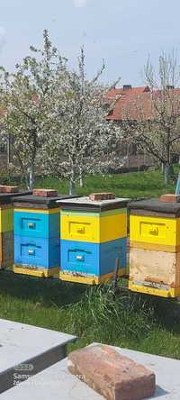 Pszczoły przezimowane na rok 2023