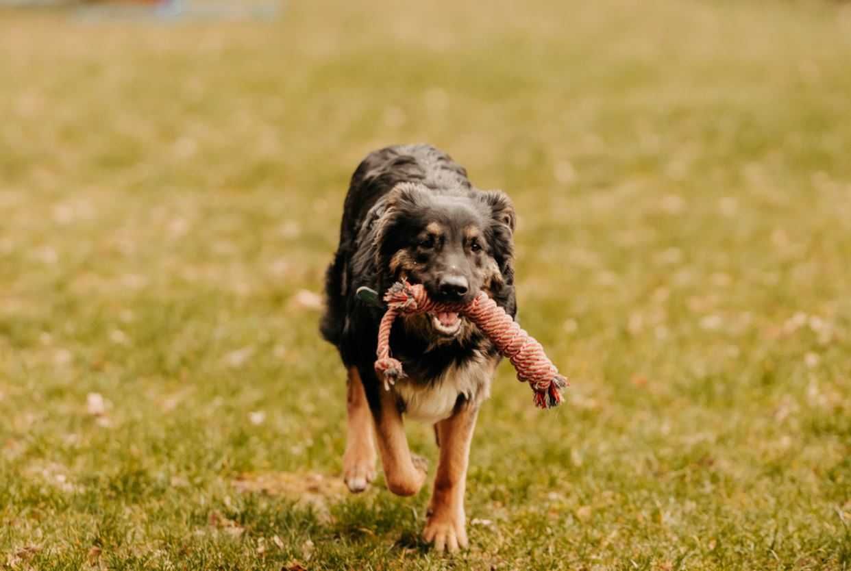 Młody psiak w typie owczarka poleca się do adopcji!!!