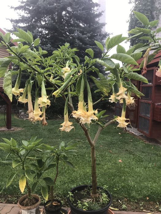 Datura zuni yelow i inne