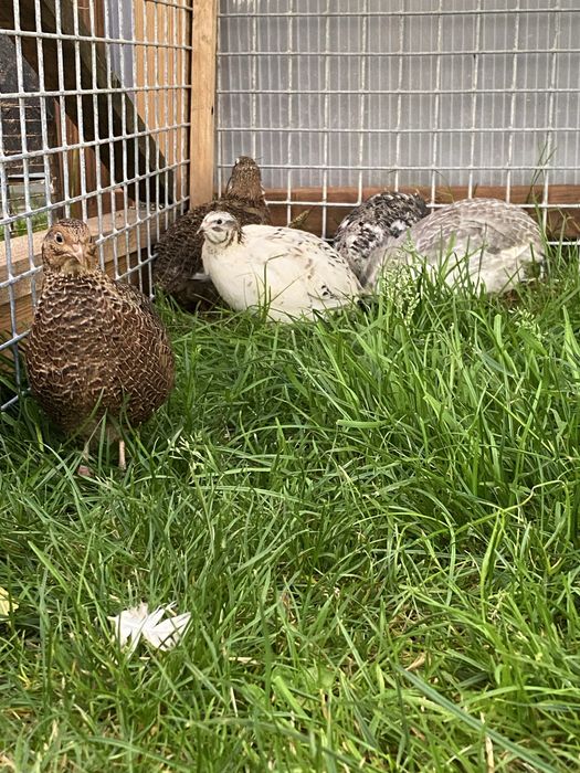 przepiórki, przepiórka japońskie