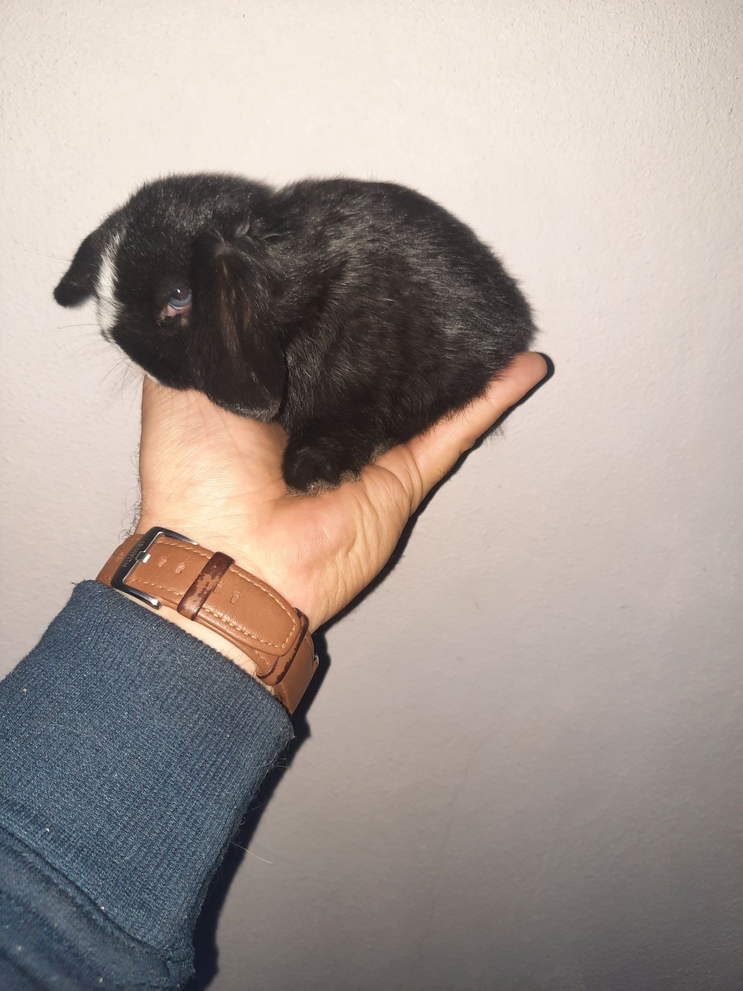 Coelhos anões várias raças