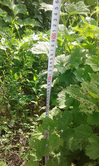 Саженцы Калина,  ЛЕЩИНА фундук, ХОСТА